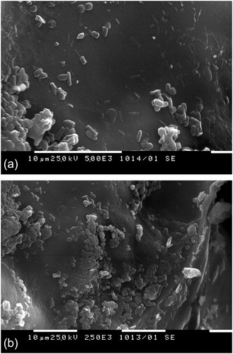 Figure 4. SEM micrographs of polyacrylamide cryogels obtained from polymeric precursor (A) and monomer (B) with immobilized cells.