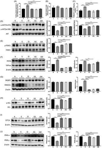 Figure 6. Normalisation of hepatic insulin signalling, gluconeogenesis and de novo lipogenesis by the drug interventions during maternal pregnancy still persisted in male offspring at adulthood. (A) Shown are the fasting plasma glucose in male offspring at 8 weeks of age in different groups. (B) Plasma insulin levels were detected in male offspring at 8 weeks of age in different groups. (C) HOMA-IR values were calculated in male offspring at 8 weeks of age in different groups. (D) Decreased levels of phosphorylated AKT (p-AKT S473 and p-AKT T308) caused by maternal GDM were drastically improved in the livers of drug-treated male offspring at 8 weeks of age. (E) Inhibited levels of phosphorylated FOXO1 caused by maternal GDM were dramatically enhanced in the livers of drug-treated male offspring at 8 weeks of age. (F) The elevated protein expressions of PEPCK and G6Pase in untreated G group were substantially suppressed in the livers of drug-treated male offspring at 8 weeks of age. (G) The boosted protein expression of HMGCS1 not SREBP2 caused by maternal GDM was sharply improved in the livers of drug-treated male offspring at 8 weeks of age. (H) The enhanced levels of phosphorylated ACL caused by maternal GDM were markedly improved in the livers of drug-treated male offspring at 8 weeks of age. (I) The suppressed protein expression of CPT1A caused by maternal GDM was substantially reinstated in the livers of drug-treated male offspring at 8 weeks of age. (J) The inhibited hepatic PPAR-α and PPAR-γ in the male progenies born to untreated GDM dams at 8 weeks of age were substantially restored by three drug treatments. All data in this figure are representatives of three independent experiments. The columns with * are significantly different, **p < .01, ***p < .001 (one-way ANOVA by SNK for A–G).