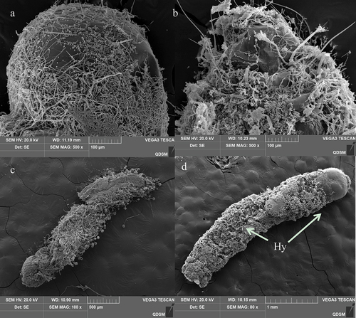 Figure 9. Scanning electron representative microscopy images of the 3rd instar larvae of O. furnacalis infected with A. nomius(120 h post-infection). (a) head capsule with abundant conidia and mycelial growth. (b) Extensive growth of mycelia in the abdomen. (c and d) full view of a larva showing complete mycelial networking.