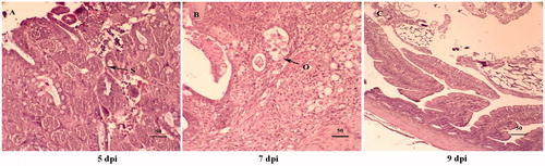 Figure 4. Haematoxylin and eosin stained section of E. tenella infected caeca at 5 dpi (A), 7 dpi (B), and 9 dpi (C) (400×). Schizont is observed at 5 dpi. Oocyst is observed at 7 dpi. It is normal at 9 dpi. O: oocyst; S: schizont.