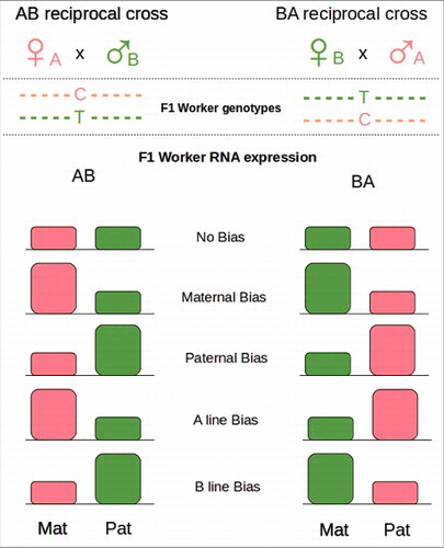Figure 4. Reciprocal crosses. Females from different lineages (A and B) are crossed reciprocally with single drones of the opposite lineages (B and A). Because of SNPs between the lineages maternal and paternal alleles are recognizable in F1. The global level of expression of maternal (Mat) and paternal (Pat) alleles in a tissue can be tested by RNA-seq. Parental Bias results in an overexpression of the Parental allele (Mat or Pat) in both crosses. Lineage Bias results in an overexpression of the lineage specific allele (A or B). Redraw from Kocher et al 2015.Citation144