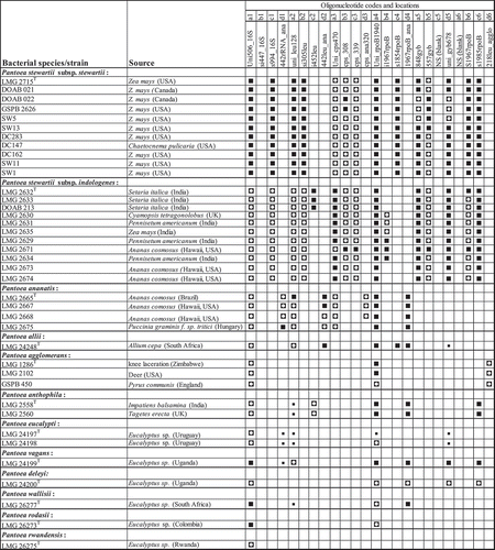 Fig. 3 Summary of hybridization patterns of multiplex digoxigenin-labelled PCR amplicons of Pantoea stewartii and other bacterial strains to an array of subspecies-, species- and group-specific oligonucleotides on nylon membranes. Chemiluminograms were scanned at 600 dpi using HP ScanJet 5590 scanner, and grey scale values of each dark spot, computed with ImageJ software and normalized using oligonucleotide Uni506_16S. Normalized signals are indicated by the following symbols: □, <0.1 (not detected); ▪, 0.15–0.39; ◘, 0.40–0.79; ■, >0.80. The locations of the oligonucleotides given at the top correspond to their locations on the membranes in the array. Oligonucleotides are presented in Table 1. The type strains were obtained from BCCM/LMG bacterial collection, Belgium or the Collection of Plant associated Bacteria (CFBP), France. Strains with prefixes SW or DC were kindly provided by Dr David Coplin.