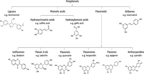 Figure 2. Polyphenol main categories and their structure.