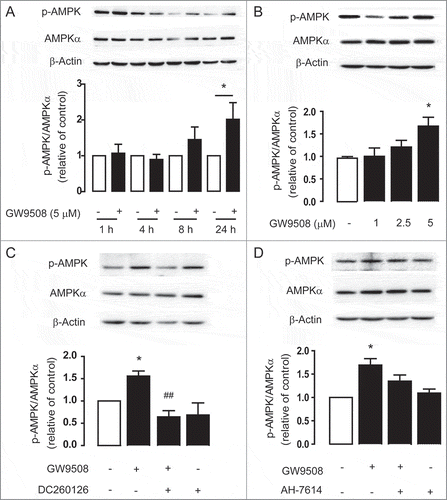 Figure 6. GPR40 stimulation by GW9508 leads to AMPK activation. Western blot analyses of p-AMPK, AMPKα, and β-actin after treatment of Calu-3 cells with GW9508 at various times (A) and doses (B). Calu-3 cells were treated with GW9508 (5 μM) without or with DC260126 (3 μM) (C) and AH7614 (100 μM) (D) for 24 h before sample collection for western blot analysis. Data are expressed as mean of ratio of control (vehicle-treated group) ± S.E.M. (n = 4–5). * p < 0.05 compared with vehicle-treated group. ## p < 0.01 compared with GW9508-treated group (one-way ANOVA).