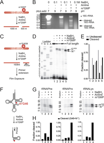 Figure 2. Cleavage at m7G is highest when RNAs are treated with 1 M NaBH4, aniline and m7GMP. (a) schematic representation of prokaryotic 16S rRNA methylated at G527. Treatment with NaBH4 and aniline lead to the generation of two RNA fragments. (b) optimization of 16S rRNA cleavage reaction at methylated position m7G527 with NaBH4 and aniline. The different reaction conditions applied are indicated in the upper panel of the agarose gel. Ladd: ladder. * indicates the full length 16S rRNA and arrows indicate the derived fragments. (c) schematic representation of human 18S rRNA with m7G at position G1639. Cleavage of 18S rRNA using NaBH4 and aniline lead to the formation of two RNA fragments. Arrow indicates the position of primers in the primer extension reaction. (d) primer extension analysis performed in human 18S rRNA untreated (-) or treated with 1 M NaBH4 pH 7.5, aniline and m7GMP. (e) each cleaved fraction represents the densitometry of the RT-stop bands relative to the full-length product + each RT-stop (m7G + N+1 sites) band. The uncleaved fraction represents the densitometry of the full-length product relative to the full-length product + each RT-stop band. (f) schematic representation of tRNA with m7G at position G46, and the cleavage that leads to the formation of tRNA fragments. Arrow indicates the position of primers in the primer extension reaction. (g) primer extension analysis performed in human tRnas untreated (-) or treated with NaBH4 pH 7.5, aniline and m7GMP. The arrow indicates the RT-stops. (h) the fraction cleaved represents the relative densitometry of the sum of each RT-stop bands (m7G + N+1 sites) relative to the relative densitometry of the sum of each RT-stop bands (m7G + N+1 sites) in condition 4.