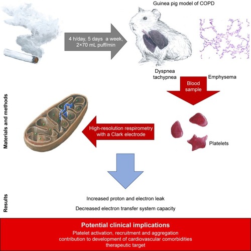 Figure 5 Graphical summary of the study.