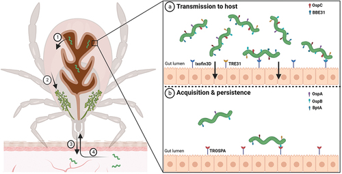 Figure 2. Molecular interactions at the tick midgut luminal interface involved in transmission and acquisition/persistence of B. burgdorferi in ticks. When an infected tick starts feeding on the host, spirochaetes present in the tick midgut multiply, traverse the gut barrier to reach the haemocoel (1), navigate toward the tick salivary glands (2), and ultimately infect the host (3). (a) upon blood intake, the spirochete changes its protein coat to produce molecules such as OspC and BBE31, which enable the pathogen to escape from gut and invade the tick salivary glands. Tick epithelial cells express molecules Ixofin3D and TRE31, which facilitate the process of gut penetration. (b) Borrelia cells ingested in the bloodmeal bind to the tick gut and stay there until a next tick feeding. B. burgdorferi expresses several-exposed lipoproteins such as OspA, OspB and BptA, which protect spirochaetes from bactericidal components present in the host blood and enable them to colonize the tick gut. OspA interacts specifically with the tick receptor TROSPA, thereby enabling efficient colonization of the vector.