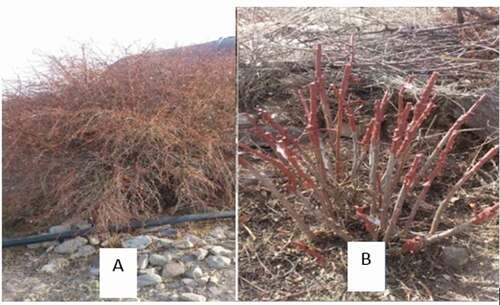 Figure 2. Cleft grafting in Berberis, A: the barberry shrubs before pruning, B: After pruning and grafting, Cleft grafting union, which covered by grafting wax and tape