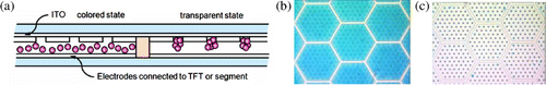 Figure 2. Schematics of the novel device architecture: (a) spread and compacted states, (b) colored spread state, and (c) transparent compacted state.