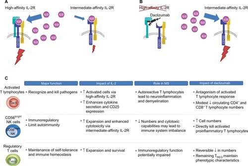 Figure 2 Proposed mechanism of action of daclizumab and effects on key immune cell populations.