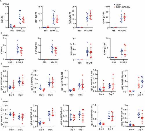 Figure 7. The loss of CD36 in B cells does not affect the T-independent immune responses. (A-B) Frequency of NP+ cells in PC, IgM+ PC, IgG1+ PC and IgG1+ PCs in Cd36fl/fl and Cd36fl/fl; Cd79a-Cre mice immunized i.v. with NP-LPS or NP-Ficoll bled after 7 d. (C-D) Serum IgM, IgG, IgG1, IgG2b, and IgG3 anti-NP levels 3 d and 7 d after immunization. Data are representative of three independent experiments with 5–8 mice in each group. Data are representative of three independent experiments. *P < 0.05, **P < 0.01 and ***P < 0.001 (Mann-Whitney test)