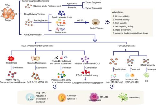 Figure 2 Application of TEVs in tumor diagnosis, drug vesicles and immunotherapy. TEVs can not only be used as a biomarkers or drug delivery vehicle due to its own advantages, but also can be used as a tumor vaccine for tumor immunotherapy.