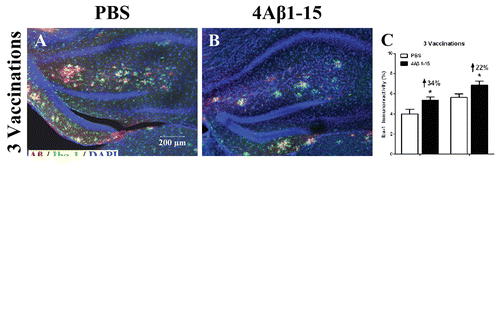 Figure 5. Confocal micrographs show Aβ plaques (red) and activated microglial cells (green) representing the immunoreactivity of Iba-1 positive cells and doubly labeled immunohistochemically. Cell nuclei are labeled with DAPI (blue) (A, B, D, E). Scale bars are indicated in the figures. The microglial are activated into amebocyte morphology and tend to surround Aβ plaques. The histogram shows a larger degree of microglial activation after the third injection (C), whereas it is significantly reduced after (F) compared with the controls. The reduction percentage is indicated in the figure (n = 8, *P < 0.05).