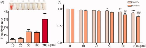 Figure 3. Biosafety of FITC-VHP-Fe3O4@SiO2 in vitro. (a) The hemolysis rate under FITC-VHP-Fe3O4@SiO2 for 10, 25, 50, 100, 200 μg/ml. (b) CCK8 was used to assess the effect of 10, 25, 50, 100, 200 μg/ml FITC-VHP-Fe3O4@SiO2 on viability of MAECs and Raw264.7. *p < .05; **p < .01; ##p < .01; ###p < .001.