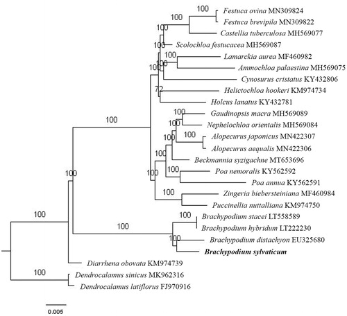 Figure 1. The maximum-likelihood tree based on the 23 chloroplast genomes of subfamily Pooideae. The bootstrap value based on 1000 replicates is shown on each node.