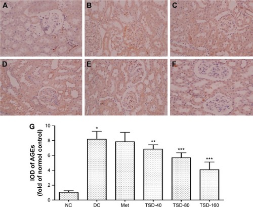 Figure 7 Effect of TSD on renal immunohistochemical stain of AGEs in diabetic rats.