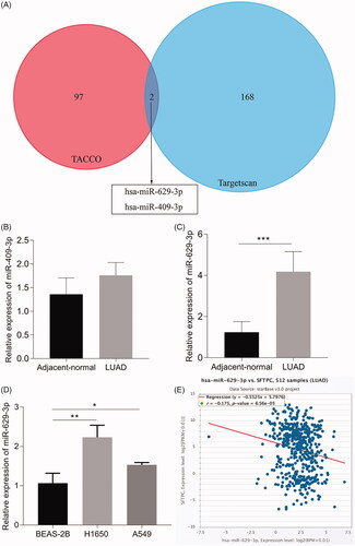 Figure 6. miR-629-3p was upregulated in LUAD and a potential negative regulator to SFTPC. (A) miR-629-3p and miR-409-3p were potential regulatory factors to SFTPC mRNA. (B) RT-qPCR analyzed miR-409-3p expression in five pairs of LUAD tissues and the adjacent tissues. (C) qRT-PCR analyzed miR-629-3p expression in five pairs of LUAD tissues and the adjacent tissues. (D) qRT-PCR analyzed miR-629-3p expression in LUAD cell lines. (E) The level of miR-629-3p was negatively correlated with SFTPC in LUAD (Starbase 3.0). *p < .05; **p < .01; ***p < .001.