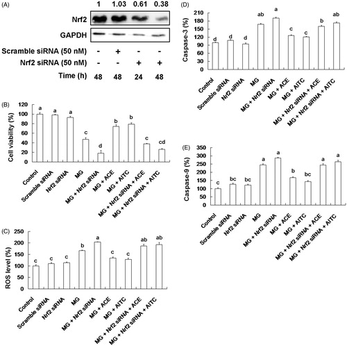 Figure 8. (A) The inhibitory effect of Nrf2 siRNA for Nrf2 expression in Neuro-2A cells. Effects of ACE (200 μg/mL) and AITC (50 μM) on (B) cell viability, (C) ROS production, (D) caspase-3, and (E) caspase-9 activities in MG (250 μM)-induced Neuro-2A cells treated by Nrf2 siRNA. MG, methylglyoxal; AITC, allyl-isothiocyanate; ACE, Actinidia callosa peel ethanol extracts. Data are shown as mean ± SD (n = 5). Different letters indicate significant differences (p < 0.05).