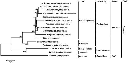 Figure 1. ML phylogenetic tree of chloroplast genomes of C. lacryma-jobi var.ma-yuen cv. Johyun and other Poaceae species. Whole chloroplast genome sequences were multiple-aligned using MAFFT (http://mafft.cbrc.jp/alignment/server/index.html) and used to generate phylogenetic tree by MEGA 7.0 (Kumar et al., Citation2016). The bootstrap support values (>50%) from 1000 replicates are indicated on the nodes. GenBank accession nos. of chloroplast genome sequences used for this tree are indicated within parentheses.