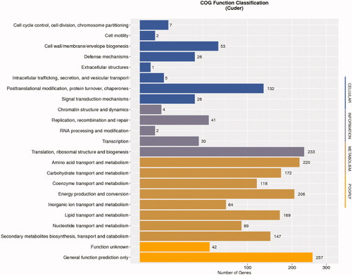 Figure 3. COG classification of all unigenes in Cutaneotrichosporon dermatis NICC30027.