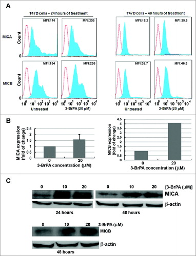 Figure 4. 3-BrPA pre-treatment augments the expression level of MICA/B in T47D cells. MICA and MICB levels in T47D breast cancer cells responding to 20 μM 3-bromopyruvate (3-BrPA). (A) Cytofluorimetric analysis of immunostained cells, (B) ELISA and (C) Western blot showing 3-BrPA treatment-dependent increase in MICA and MICB levels in T47D cells.