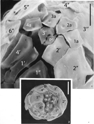 Plate 8. 1, 2. Apical tabulation in Histiocysta sp. B from the Navesink Formation, Maastrichtian, Atlantic Highlands, New Jersey. Note elongate first and fourth apicals, and small preapical between second and third apicals; four anterior intercalaries are present. Figure 1, detail of apical plates; scale bar = 5 µm; scanning electron photomicrograph provided by F.E. May. Figure 2, scanning electron photomicrograph of another specimen in apical orientation; scale bar = 10 µm. In figure 2, small seventh precingular plate can be seen at posterior margin of 4′ and to the lower right of 6″.