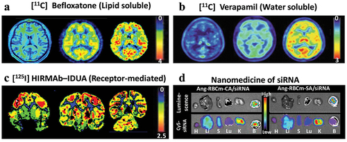 Figure 3. Unevenness distribution of drug in the brains of 11C-befloxatone. (a), 11C-verapamil (b), and 125I-HIRMAb-IDUA (c) imaged by the positron emission tomography and nano-packaged siRNA (d) scanned by the fluorescent imaging of the small animals, respectively. Figures were adapted from reference [Citation102–105].