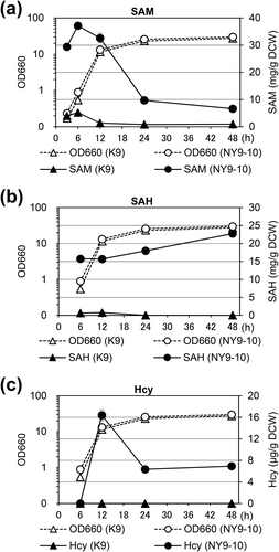 Figure 4. SAM content during cell growth in YPD medium in the K9 and NY9-10 strains.Cell extracts were obtained at the indicated time points. The optical density at 660 nm (OD660, opened, dashed lines) and the (a) SAM, (b) SAH, and (c) Hcy content (closed, solid lines) were determined. Symbols: triangles, K9; circles, NY9-10. Values are presented as mean ± standard deviation for three independent experiments.