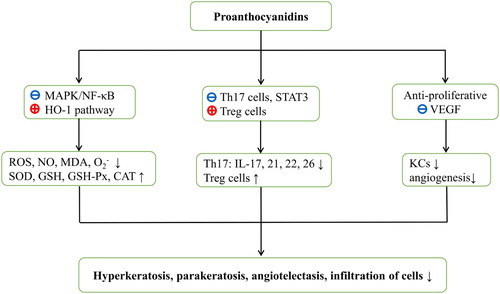 Figure 2. Hypothesized mechanisms of action of proanthocyanidins against psoriasis. Proanthocyanidins block MAPK/NF-κB signaling pathways and activate HO-1 expression. Oxidative stress parameters such as reactive oxygen species and malondialdehyde are then decreased with increasing antioxidant levels. Proanthocyanidins also reduce Th17 cell numbers and moderate the release of STAT3-dependent cytokines. Moreover, increased Treg cell numbers in the presence of proanthocyanidins may facilitate immunological tolerance. Furthermore, proanthocyanidins are anti-proliferative and may prevent VEGF expression. Ultimately, all these aspects are likely to contribute to the control of psoriasis. ROS, reactive oxygen species; NO, nitric oxide; MDA, malondialdehyde; , superoxide radical; SOD, superoxide dismutase; GSH-PX, glutathione peroxidase; GSH, glutathione; CAT, catalase; STAT3, signal transducers and activators of transcription; Th, T helper; Treg cells, regulatory T cells; IL, interleukin; VEGF, vascular endothelial growth factor; KCs, keratinocytes.