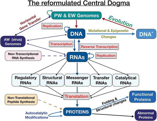 Figure 2. The reformulated Central Dogma. This scheme is a variation of the original version by F. Crick [Citation10]. The genetic material of prokaryotes and eukaryotes is DNA whereas in viruses is either DNA or RNA. DNA can mutate and undergo epigenetic changes and this altered DNA is the target for evolution. Horizontal gene transfer also plays an evolutionary role in the flow of genetic information between species. RNAs play a central role in the flow of genetic information because link DNA (information) with proteins (cellular actions). Noteworthy, all different kinds of RNAs are involved in translation. RNA and proteins can be synthesized by transcription and translation, respectively, and also by a non-transcriptional and non-translational mechanisms. Proteins undergo folding and post-translational modifications to become a functional protein. Some proteins have the capability of autocatalytic modifications.