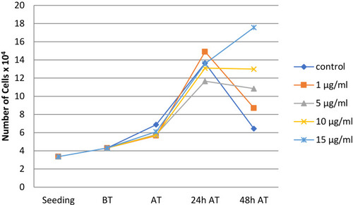 Figure 7 Cell number of HUVEC. Cell number was measured at seeding, before treatment (BT), right after treatment (AT), 24 hrs after treatment (24 hrs AT), and 48 hrs after treatment (48 hrs AT) with 1, 5, 10, and 15 µg/mL ZnO NPs. ECGM served as negative control (control). There were no differences until 24 h AT. Forty-eight hours AT an inverse dose-dependent proliferation rate could be observed. The higher the ZnO NP concentration, the better HUVEC could proliferate. We interpret this as a sign that cells reach the limit of the well earlier when they are exposed to lower concentrations of ZnO NPs.