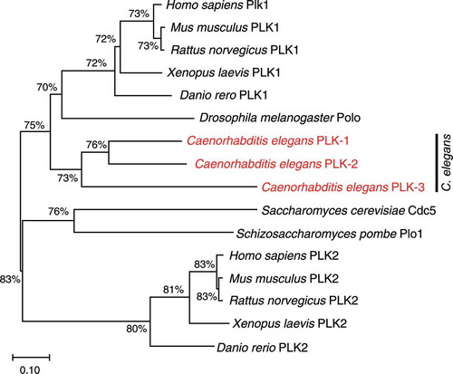 Figure 1. Phylogenetic tree of members of the Polo-like kinase family