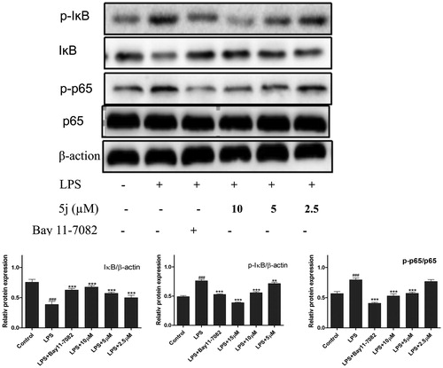 Figure 3. Compound 5j suppressed activation of NF-κB.