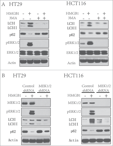 Figure 4. MEK/ERK pathway is involved in the HMGB1-induced autophagy. (A) HT29 and HCT116 cells were treated with 3-MA (2 mM) after HMGB1 (1 µg/ml) treatment for 24 hours. At the end of treatment, LCI/II and p62 were analyzed by Western blot. (B) HT29 and HCT116 cells were transfected with a control RNA or a shRNA targeting MEK1/2 for 48 hours, followed by the treatment of HMGB1(1 µg/ml) for 24 hours. At the end of treatment, whole cell lysates were prepared, resolved by SDS-PAGE, and subjected to Western blot analysis. Actin was used as a loading control.