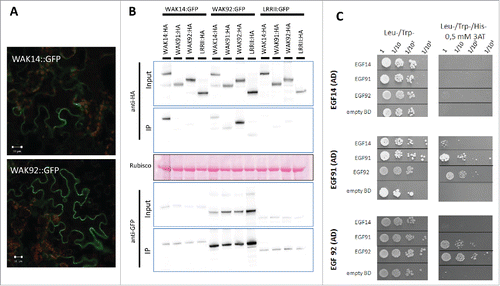 Figure 1. Cellular localization of WAKs and interactions between WAKs. The C-terminal fusions of OsWAK proteins with either GFP or HA tags were transiently expressed in N. benthamiana by Agrobacterium infiltration. GFP fusions were localized using confocal microscopy (A) and protein-protein interactions between WAKs were evaluated (B). WAK14, WAK91 and WAK92 coding sequences were amplified and cloned in frame with the HA tag in the expression vector pBIN19-P35S-GTW-HACitation18. Protein extracts of N. benthamiana leaves and related immune-blotting and co-IP experiments were performed as reported.Citation18 Protein extracts were analyzed by immune-blotting with anti-GFP and anti-HA antibodies (Input). In addition, immune-precipitation was performed with anti-GFP beads (IP) and analyzed by immune-blotting with anti-GFP antibodies for the detection of immune-precipitated OsWAK proteins and with anti-HA antibodies for the detection of co-precipitated OsWAK proteins. (C) Protein-protein interactions between EGF domains of OsWAK proteins in Yeast. The EGF domains WAKs were amplified and ligated into pGBKT7 and pGADT7 vectors (Clontech). The corresponding vectors were transformed into the GOLD and Y187 yeast strains (Clontech). Yeast Two Hybrid Assay was performed as previously reported.Citation18 Interaction of OsWAK14, OsWAK91 and OsWAK92 EGF domains (cloned in AD vector) with other EGF OsWAK domains (cloned in BD vector) was assayed. Empty-BD vectors were used as controls. Cultures of diploid yeast clones and serial dilutions were spotted on synthetic medium (-Trp/-Leu/-His supplemented with 0.5 mM 3AT) to assay for interactions and on synthetic double dropout medium (-Trp/-Leu) to monitor proper growth.