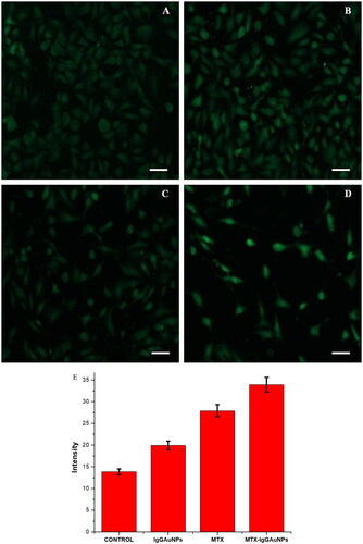 Figure 4. Images showing DCFDA staining under phase contrast microscope after 24 h of treatment on A549 cells at their respective IC50 concentrations at Scale bar = 50 µM; 20X magnification. (A) Control of DCFDA, (B) IgGAuNPs treated cells, (C) MTX treated cells, (D) MTX-IgGAuNPs treated cells, and (E) Graph showing change in intensity of DCFDA stained control, IgGAuNPs, MTX, and MTX-IgGAuNPs treated cells.