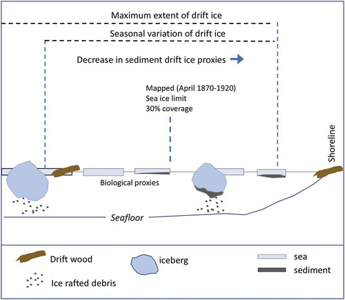 Figure 3. sediment diagram showing the limits of various proxies for drift ice (see text); namely, driftwood, quartz wt %, and the sea-ice biomarker IP25.