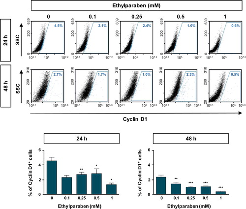 Figure 4. Ethylparaben treatment reduced the expression of Cyclin D1 protein in BeWo cells. The effect of ethylparaben treatment on the protein expression level of Cyclin D1 was analyzed using flow cytometry. BeWo cells were treated with 0.1–1 mM of ethylparaben for 24 or 48 h. Cells were fixed with 1% PFA and were stained with the antibody against Cyclin D1 (upper panel). Data are expressed as the percentage of Cyclin D1 positive cells (lower panel). Data represent the mean ± S.E.M. of three independent experiments (n = 6) measured in triplicate (*, p < .05; **, p < .01; ***, p < .001 compared with cells treated with 0.6% EtOH as a negative control).