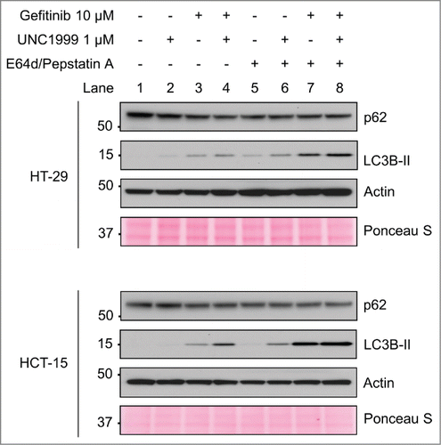 Figure 9. UNC1999 increases autophagy flux in HT-29 and HCT-15 cells. HT-29 and HCT-15 cells were treated for 24 hours with DMSO, 1 μM UNC1999, 10 μM gefitinib, or a combination of UNC1999 + gefitinib, both with and without lysosomal protease inhibitors E64d/Pepstatin A (10 μg/mL).