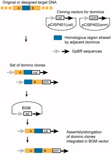 Figure 3. DNA assembly by the “domino method” in the BGM vector. The figure depicts the key steps of the “domino method” for DNA assembly in the B. subtilis genome (BGM) vector. Domino clones are prepared in pBR322-based plasmids pCISP401(cat) and pCISP402(erm), which are identical, with the exception of the antibiotic selection markers. The first domino (domino A) harboring chloramphenicol resistance marker (cat) integrates into GpBR (genomic pBR322 sequences) locus of BGM by homologous recombination at the two halves of the pBR322 sequences, thus replacing the tetracycline resistance gene (tet). The second domino (domino B) harboring erythromycin resistance marker (erm) integrates downstream of domino A. Alternative use of cat and erm permits unlimited elongation with additional dominos.[Citation28]