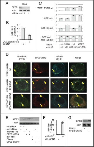 Figure 2. MiR-15b and CPEB1 control WEE1 expression. (A) Depletion of CPEB1 by siRNAs (Western blot). (B) Depletion of miR-15b by an antisense LNA (QPCR); (C) Influence of CPEB1 and/or miR-15b depletion on WEE1 3′UTR reporter luciferase activity transfected into HeLa cells along with inhibitors as indicated. Controls were miRNA (Applied Biosystems) and AllStars (Qiagen). Numbers indicate the ratio LucR/LucF for each sample. (D) Localization of WEE1 mRNA, CPEB1, and miR-15b in HeLa cells. HeLa cells were transfected with Cy5-labeled miR-15b, CPEB1-Cherry, FITC-labeled WEE1 3′UTR (wt or mutant as indicated). Arrows point to granules with co-localized WEE1 mRNA, CPEB1, and/or miR-15b. (E) CPEB1 and miR-15b control WEE1 protein expression. For gain-of-function assays, HeLa cells were transfected with a construct expressing CPEB1-Cherry (or Cherry as a control), or with miR-15b precursor (or a control miRNA); for loss-of-function assays, cells were transfected with the inhibitors described in A and B; WEE1 expression was monitored 48h later by Western blot. (F) Overexpression of miR-15b monitored by QPCR. (G) Overexpression of CPEB1 monitored by Western blot.