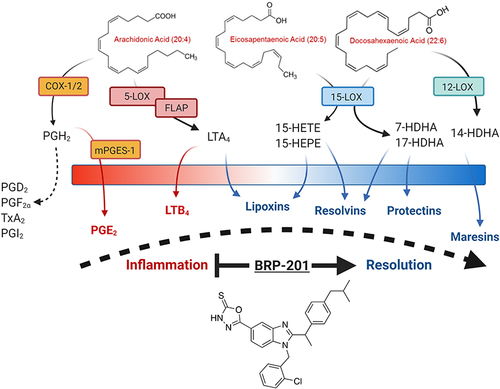 Figure 1 Biochemical pathways of lipid mediator formation and the influence of BRP-201. Schematic overview of LM-biosynthetic pathways during the acute phase of inflammation (red) and the inflammation resolution phase (blue). COX-1/2 and 5-LOX/FLAP generate PGE2 and LTB4, respectively, which are the major pro-inflammatory LM, while 12- and 15-LOX, partially in conjunction with 5-LOX, biosynthesize the SPMs namely lipoxins, E- and D-series resolvins, protectins and maresins. The FLAP antagonist BRP-201 suppresses LTB4 formation but elevates generation of SPM, and may thereby promote inflammation resolution.