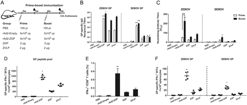 Fig. 2 Antibody and cell-mediated immune responses to homologous ZEBOV and heterologous SEBOV after prime-boost immunization in mice.a Seven-week-old Balb/c female mice were intramuscularly injected with 5 × 108 vp rAd2-ZGP, 2 µg ZGP, or 2 µg ZVLPs. Six weeks later, mice received a booster immunization of the same vaccine. Mice injected with PBS or 5 × 108 vp rAd2-Empty were used as control groups. b Three weeks after each immunization, serum samples were collected and subjected to ELISA analysis of IgG antibodies that bind to ZEBOV GP and SEBOV GP. The titers were calculated as reciprocal endpoints. A cutoff value for a positive result was calculated as the mean optical density (at a 1:100 dilution) for the control serum sample plus 3 SDs. c Three weeks after each immunization, serum samples were measured for neutralizing activities to the ZEBOV GP pseudo-typed lentivirus or SEBOV GP pseudo-typed lentivirus. Pseudo-typed lentiviruses at 100 TCID50 were incubated with 8 serial twofold dilutions of serum samples from each group and infected into Huh-7 cells. The neutralizing activity was measured as the decrease of luciferase expression relative to negative sera. The IC50 was calculated by the dose–response inhibition function in GraphPad Prism 7.00. Data are presented as the mean ± SD (n = 5). d Mice were sacrificed 3 weeks after the booster immunization. Splenocytes were isolated and stimulated with a peptide pool derived from ZEBOV GP. IFN-γ+ SFCs were assessed with an ELISpot assay and imaged with an ELISpot reader. Data are shown as the number of SFCs in one million splenocytes. e CD8+ T cells secreting IFN-γ were determined using an ICS assay after stimulation with a peptide pool derived from ZEBOV GP. Data are shown as the mean ± SD (n = 5). f Splenocytes were stimulated with either ZEBOV GP or SEBOV GP. IFN-γ+ SFCs were assessed with an ELISpot assay. Data are shown as the number of SFCs in one million splenocytes. Comparisons between groups were performed by one-way ANOVA; comparisons of the neutralizing antibody titers between prime and booster immunizations in the rAd2-ZGP group were performed by Student’s t test. A P-value < 0.05 was considered statistically significant. *, P < 0.05; **, P < 0.01; ***, P < 0.001