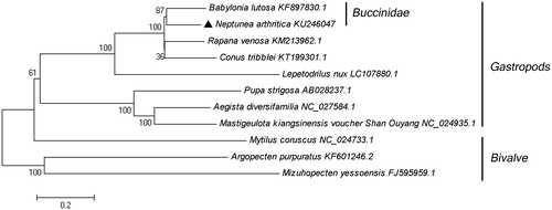 Figure 1. Consensus neighbour-joining tree based on the complete mitochondrial sequence of N. arthritica cumingii and other 10 mollusc species. The phylogenetic tree was constructed using MEGA 5.0 software (MEGA Inc., Englewood, NJ) by the neighbour-joining method. The numbers at the tree nodes indicates the percentage of bootstrapping after 1000 replicates.