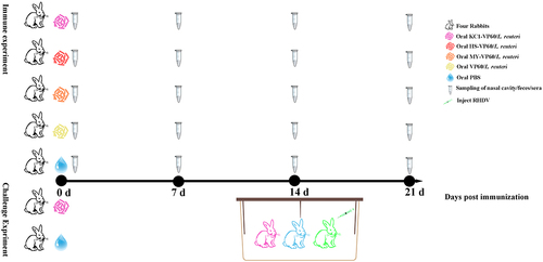 Figure 1. Schematic diagram of the immunization, challenge, and cohabitation of rabbits. Twenty rabbits were divided into five groups for immunization. Twelve rabbits were divided into three groups for challenge. The box indicates rabbits in the orally immunized KC1-VP60/L. reuteri (Dark Pink), PBS (blue), and rabbits infected with RHDV (green) were raised in the same cage.