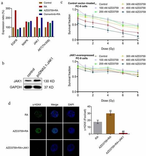 Figure 6. JAK1 overexpression abolishes effects of AZD3759 on clone formation and DNA damage in RA-treated PC-9 cells. (a) Effects of AZD3759 and osimertinib on RTK pathway activity are evaluated using the RTK signaling antibody array. (b) Transfection efficacy is confirmed using Western blotting assay. (c) Survival fraction is determined after PC-9 cells or JAK1-overexpressing PC-9 cells are treated with different concentrations of AZD3759 (*p < 0.05 vs. control, **p < 0.01 vs. control). (d) DNA damage is evaluated using the γ-H2AX immunofluorescence assay (**p < 0.01 vs. RA, ##p < 0.01 vs. AZD3759 + RA). JAK, Janus kinase 1; RA, radiation; RTK, receptor tyrosine kinase.