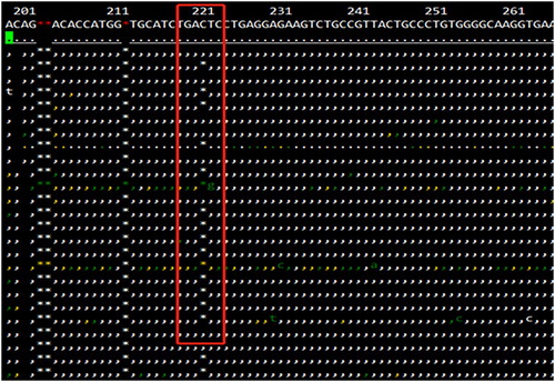 Figure 1. The results of Next-generation sequencing in the proband. The β-globin gene sequence highlighted in the red box indicated that there was a frameshift peak and the proband carried a mutation: HBB:c.14delC. The reference sequence is included in the figure.