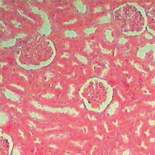 FIGURE A1. Normal renal parenchyma of (control group) rats (H&E, ×200).