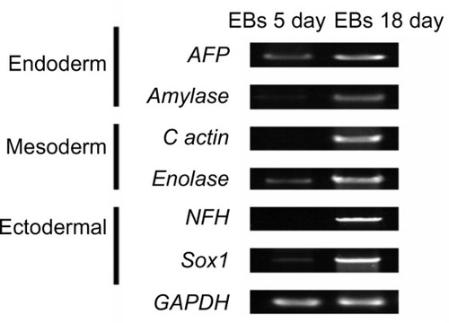 Figure 8 qRT-PCR detected the specific gene expression of endoderm, mesoderm, and ectoderm in EBs.