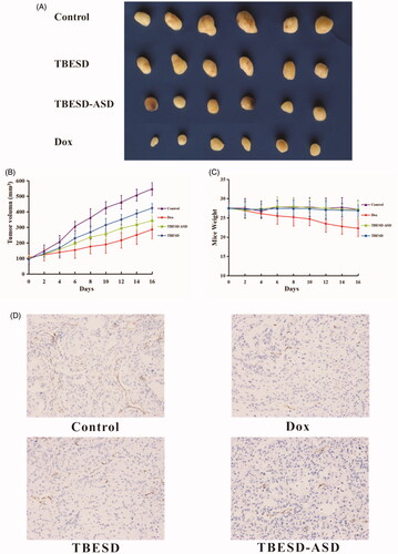 Figure 6. In vivo therapeutic study and Immunohistochemistry study of different TBESD formulations in a mice model. (A) Xenograft tumor in each group of mice after treatment, (B) xenograft tumor’s growth curve of mice (mean ± SD, n = 6), (C) the average weight change of mice (mean ± SD, n = 6), and (D) representative CD34 staining (×200) of xenograft tumor in each group.